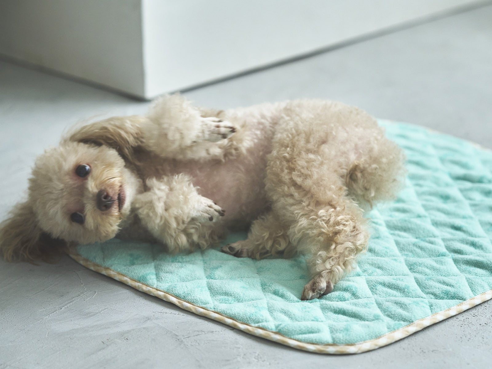 FEILER MAGAZINE 詳細 | フェイラー(FEILER)オフィシャルブランドサイト 